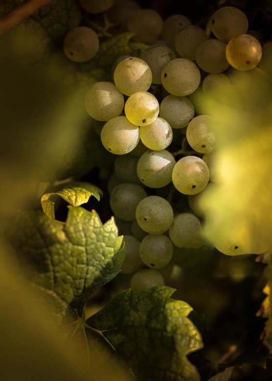 Moscato Bianco grapes.