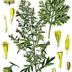 Wormwood Plant