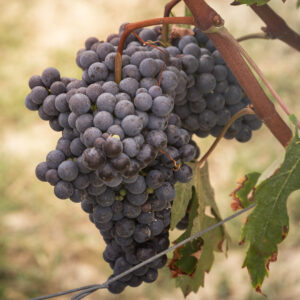 Nebbiolo Langhe DOC Grapes